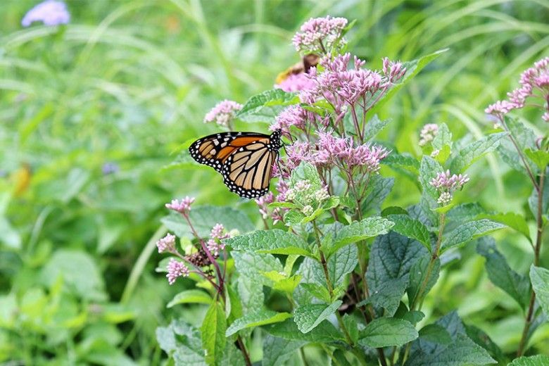 Monarch sipping nectar from Joe-Pye Weed (Eupatorium fistulosum) at our Monarch Migration Station
