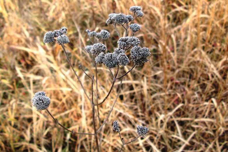 Mountain mint (Pycnanthemum sp.)