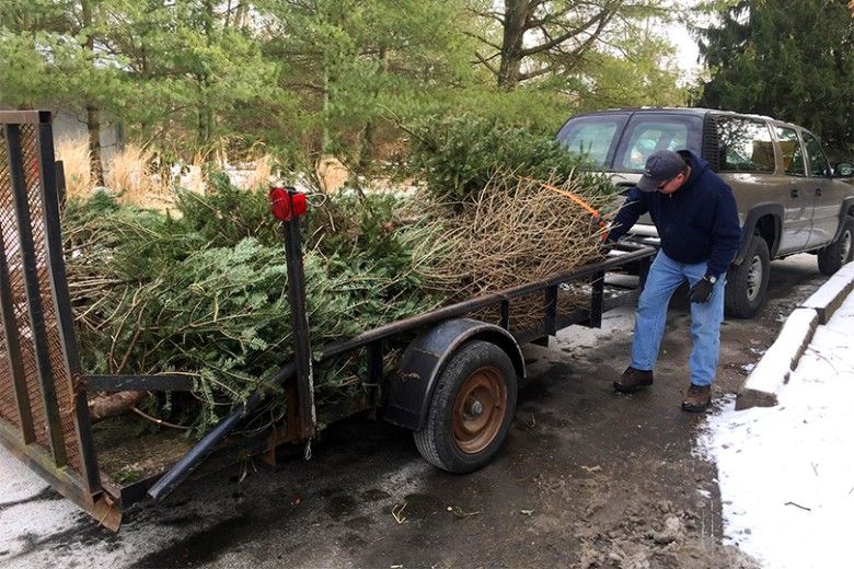 christmas trees in a trailer