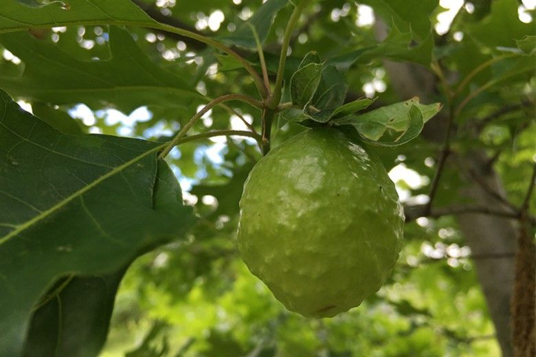 oak apple