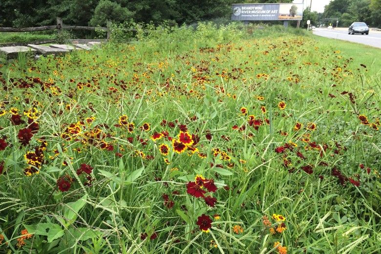 Route 1 garden in bloom