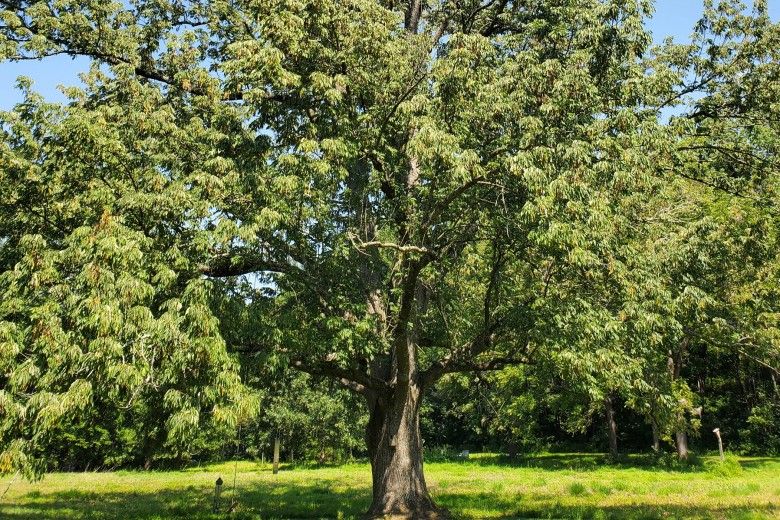 Tip decline in the canopy of a recently infested Ash tree. Photo by Kevin Fryberger.