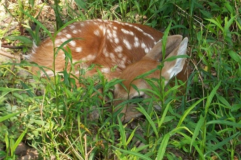 fawn