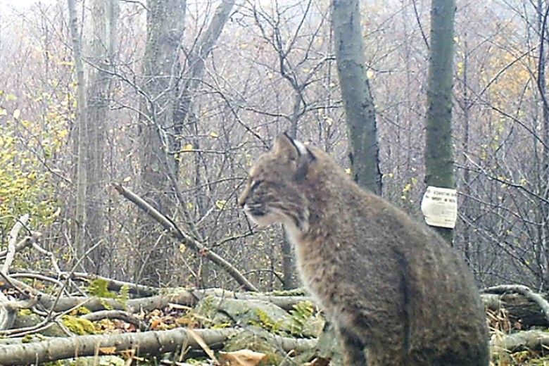 bobcat on game camera