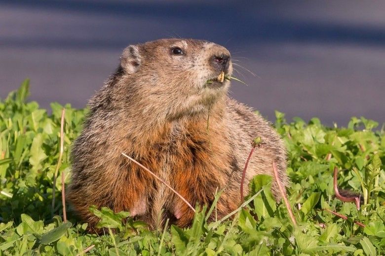A groundhog, gazing into a future brightened by human-marmot cooperation. (c) Ryan Jones via iNaturalist. Some rights reserved (CC BY-NC)