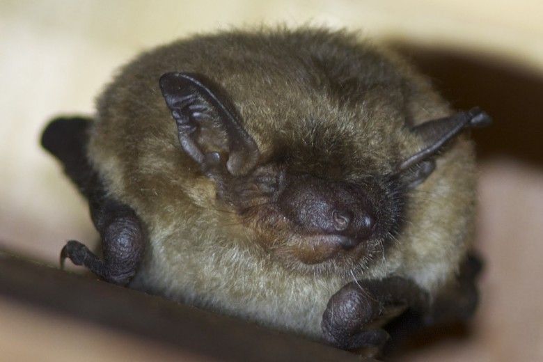 Little Brown Bat roosting at Waterloo Mills Preserve. Photo courtesy of Holly Merker.