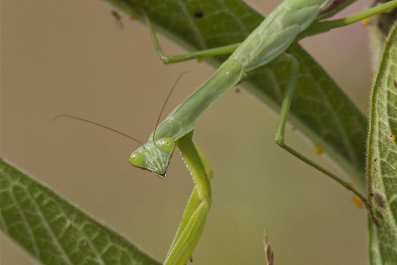 Praying Mantis Natural Pest Control Brandywine Conservancy and