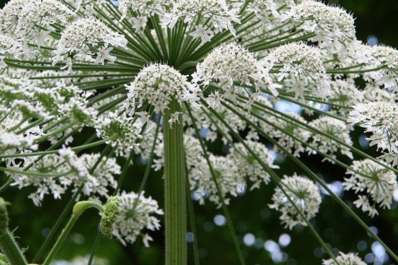 Giant hogweed flowers.