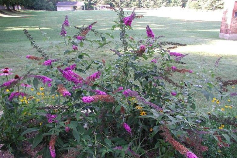 Butterfly Bush (Buddleja davidii) in flower (surrounded by native wildlfowers). Photo by Leslie J. Mehrhoff, University of Connecticut, Bugwood.org 