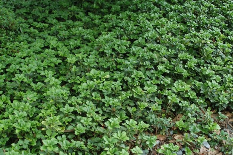 Large patch of Japanese pachysandra (Karan A. Rawlins, University of Georgia, Bugwood.org).