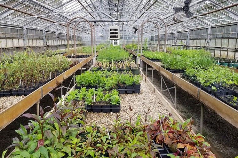 growing plants in the Penguin Court greenhouse