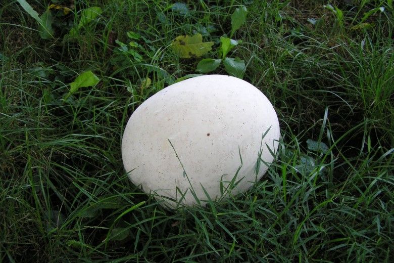 Giant puffball mushroom. Photo by Vanessa Wallace.