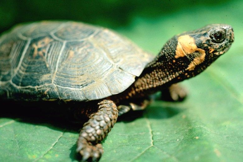 Bog Turtle