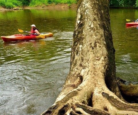 Three people canoeing down the Brandywine River, with the roots of a large sycamore tree leaning into the river. Photo by Charles George