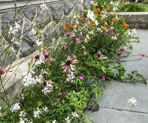 Wildflowers in a planter