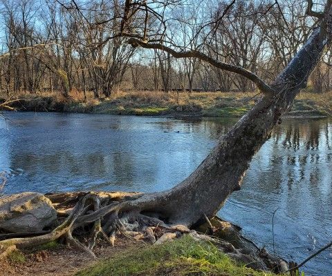 Leaning tree in the foreground in front of a river.