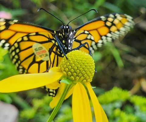 A monarch butterfly lands on a yellow flower.