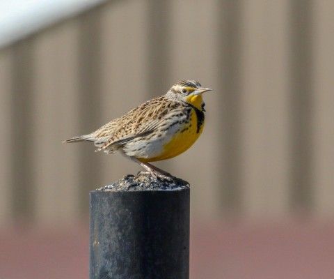 meadowlark