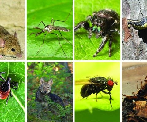 A collage of photos (from let to right) of: A mouse, a mosquito, a bold jumping spider, a garter snake, a deer tick, a eastern coyote, a black fly and a cockroach