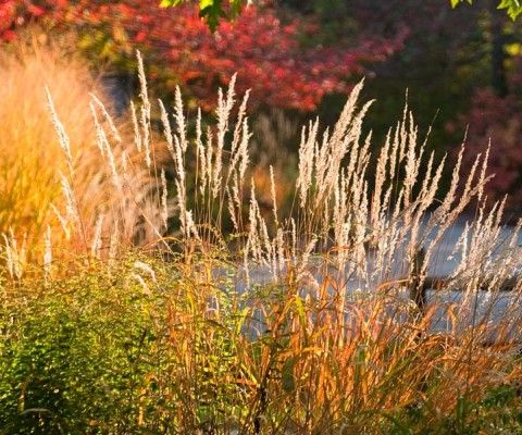 fall native plants