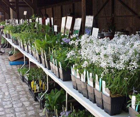 plant sale