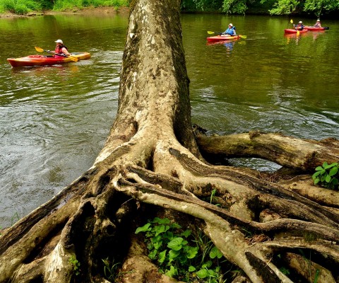 kayakers