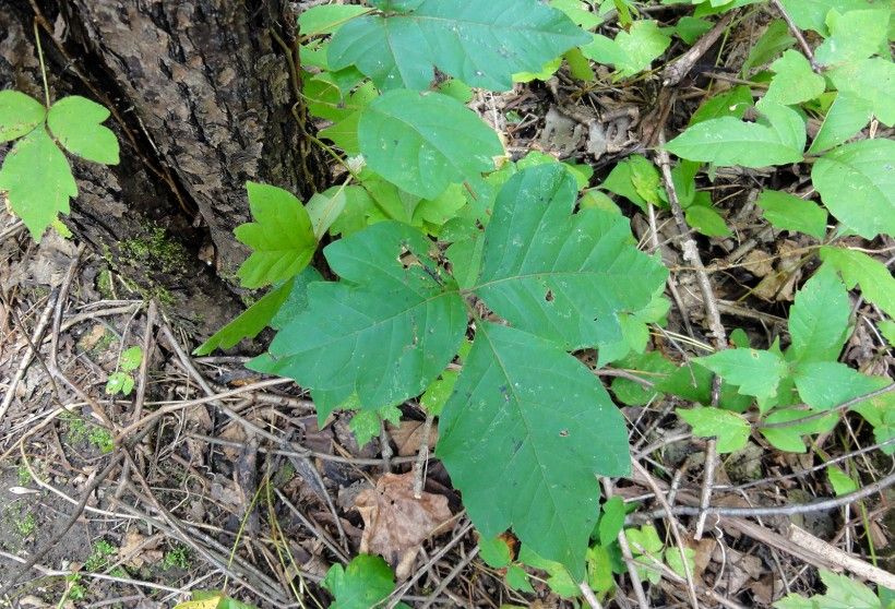 Mature poison ivy. Photo by R.A. Nonenmacher, via Wikimedia Commons.