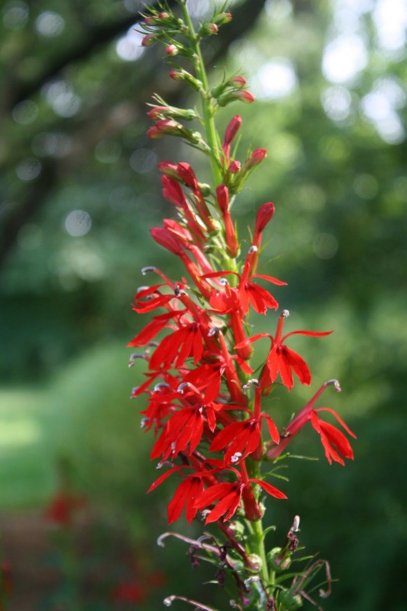 Cardinal flower