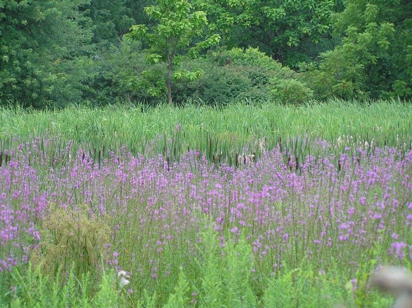 Purple loosestrife invading a wetland in Embreeville, Chester County.