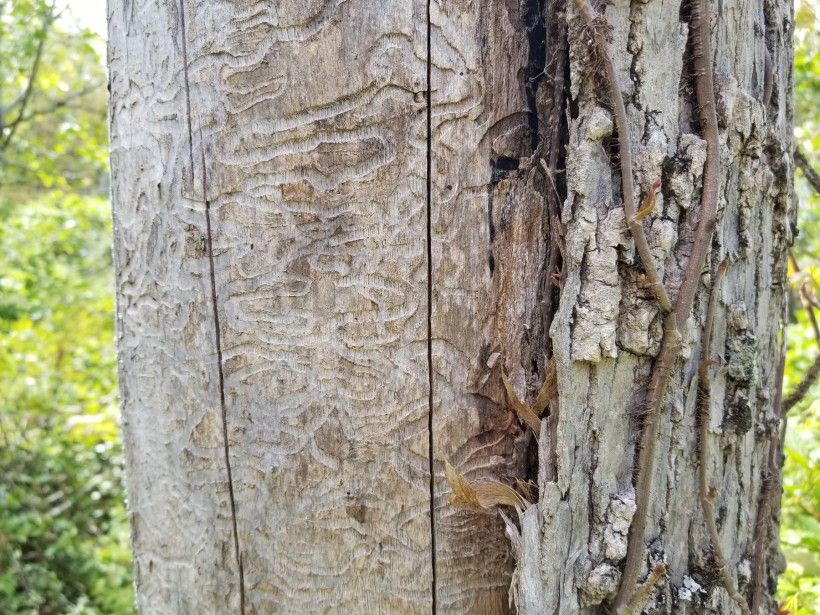 Emerald Ash Borer larvae tracks below bark. Photo by Melissa Reckner.