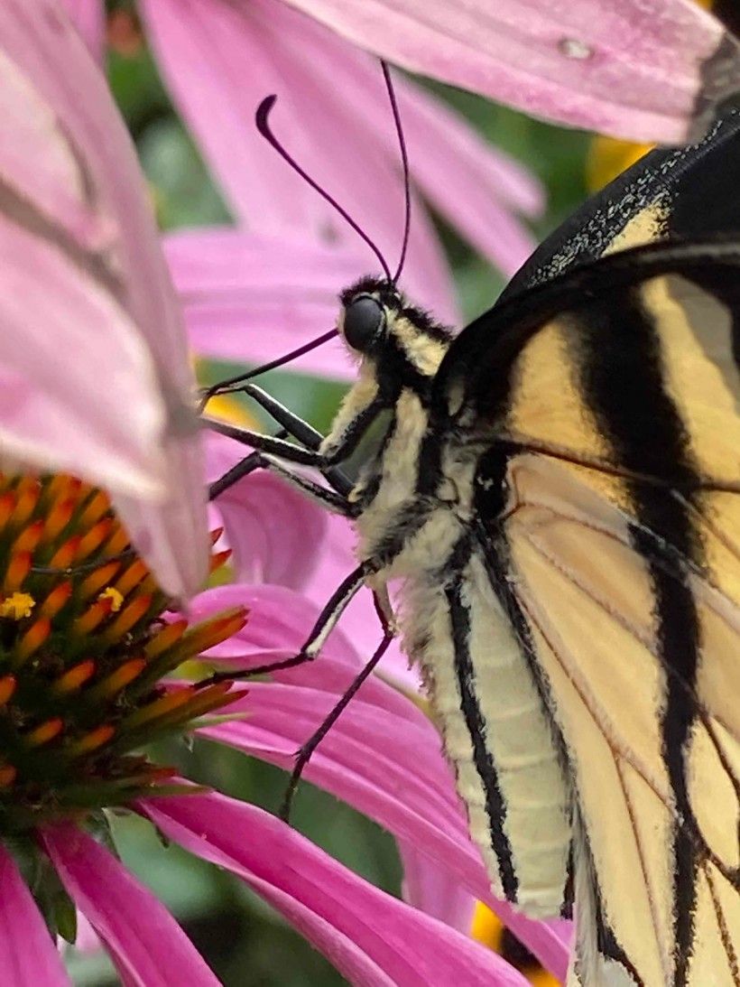 closeup of a yellow butterfly on a pink flower