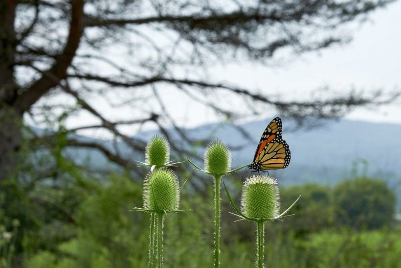 monarch butterfly on pod with mountains in background