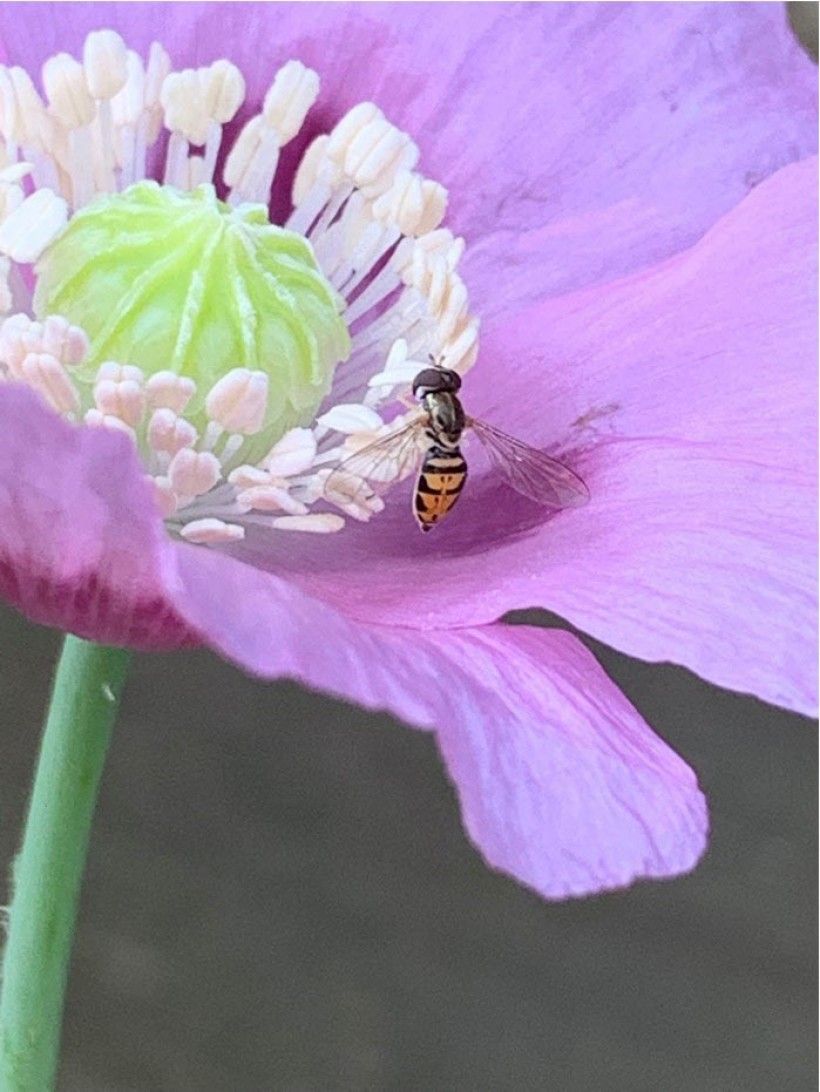 closeup of a bee on a purple flower