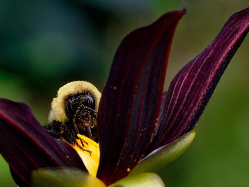 Close-up photo of bee pollinating a flower