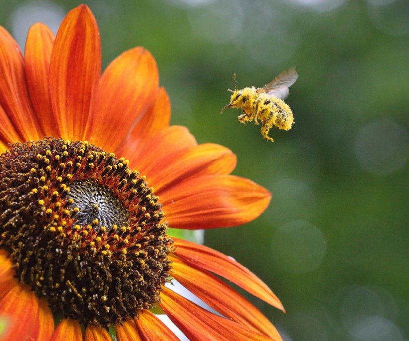 Close-up of a pollen-laden honeybee approaching an orange sunflower