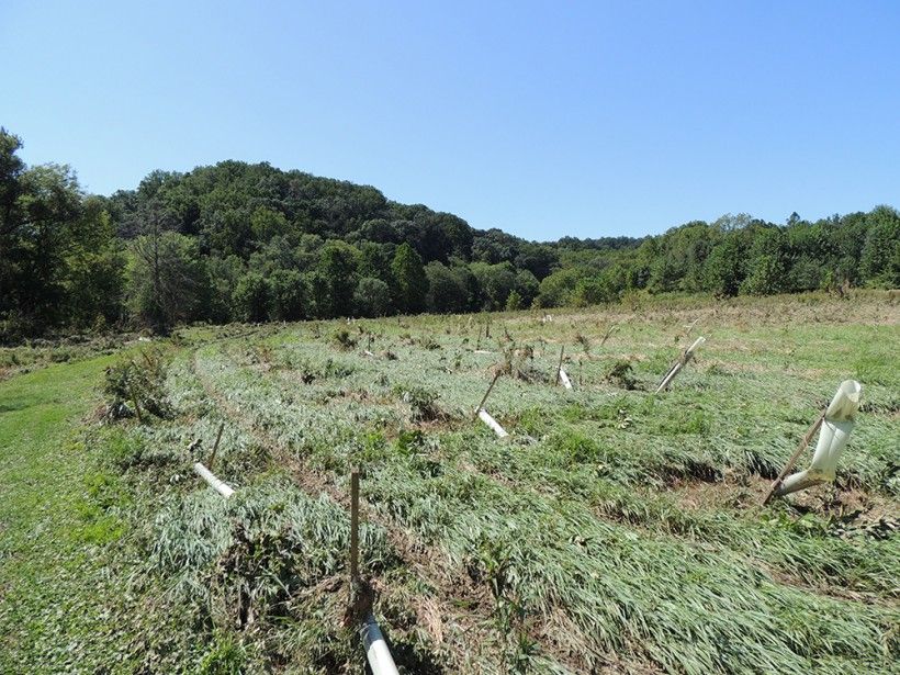 Storm Damage to New Riparian Planting