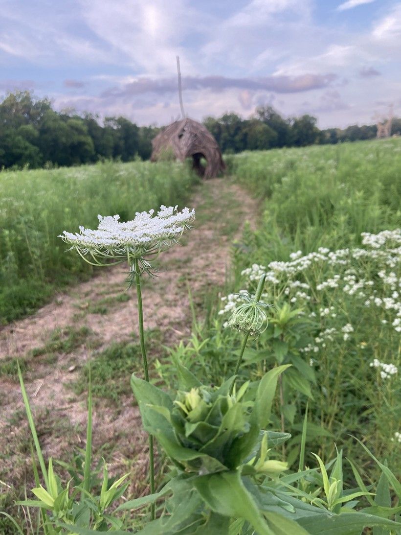 Photo of a Queen Anne's Lace flower with the Queen Anne's Lace Pod seen in the background