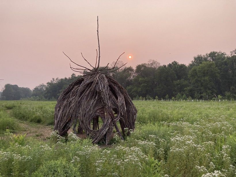 Queen Anne's Lace Pod at sunset. Photo by Ian Stabler.