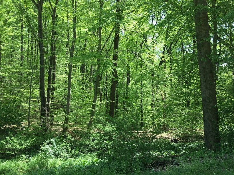 A protected woodland under an easement by the Brandywine Conservancy. 