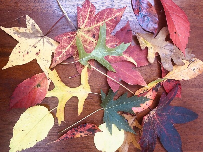 An assortment of leaves in a variety of colors and shapes piled on a table