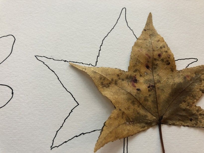 Close-up of a leaf on a piece of white paper with an outlined leaf underneath created with a pen
