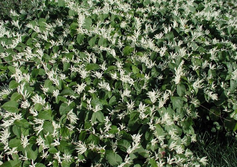 Dense thicket of flowering Japanese knotweed. Leslie J. Mehrhoff, University of Connecticut, Bugwood.org