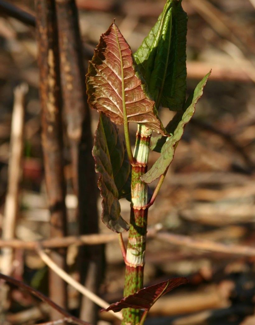 Japanese knotweed seedling, showing young triangular leaves and reddish/purplish color. Leslie J. Mehrhoff, University of Connecticut, Bugwood.org