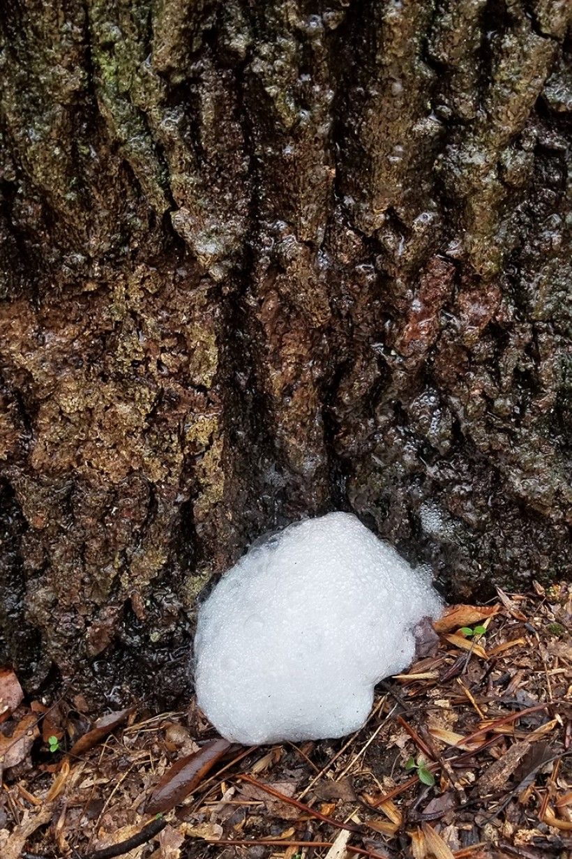 Close-up view of a tree trunk with "tree soap" on the bark