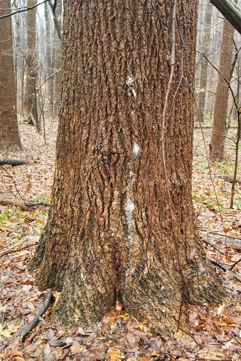 View of a tree trunk with "tree soap" on the bark