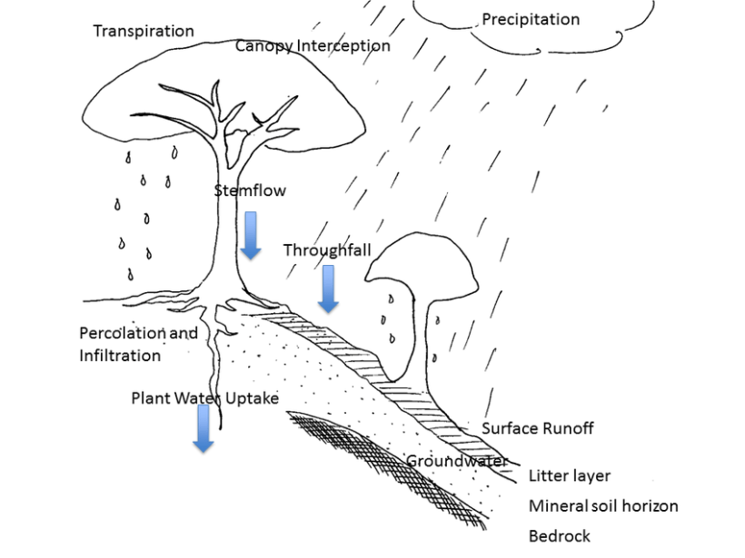 Hyrological Processes in a Forest Canopy (Saha and Setegn, 2015)