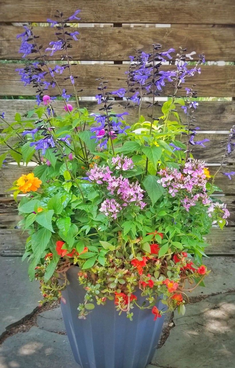 Colorful flowers in a blue container with a wood fence in the background.