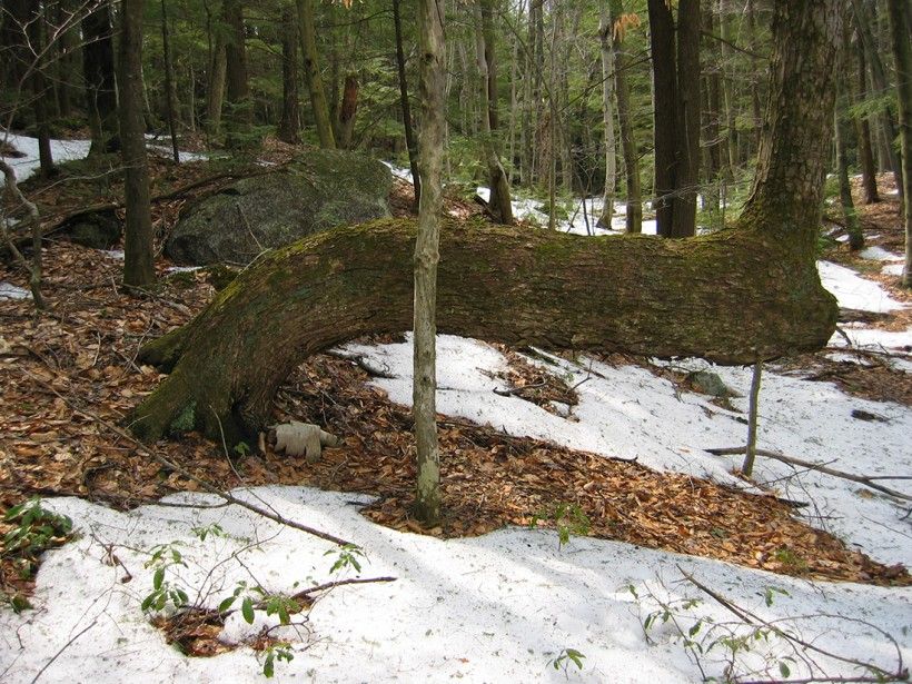Weight-bent maple tree shown in a snowy, forested landscape.