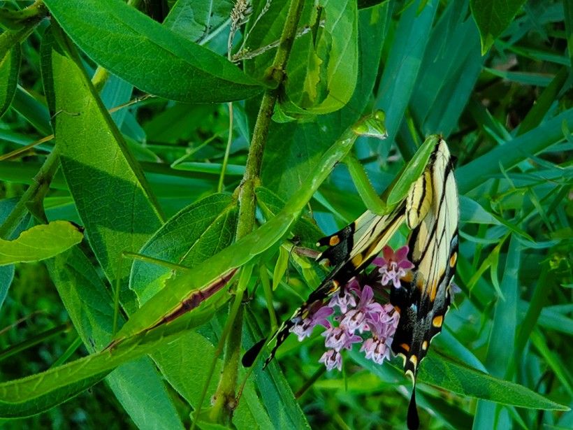 A Chinese mantis consuming an Eastern Tiger swallowtail butterfly