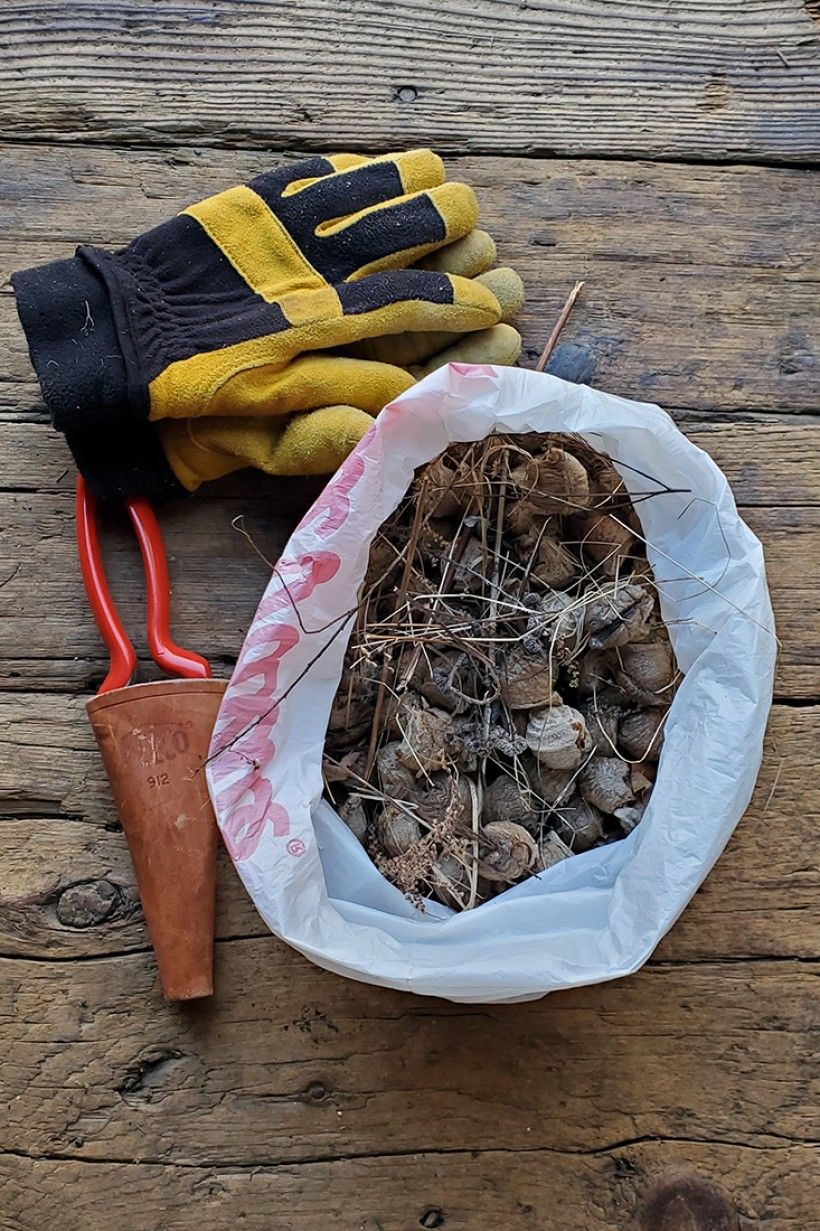 Morning harvest of invasive mantid oothecae from meadow at Waterloo Mills Preserve. Photo by Kevin Fryberger, Brandywine Conservancy.